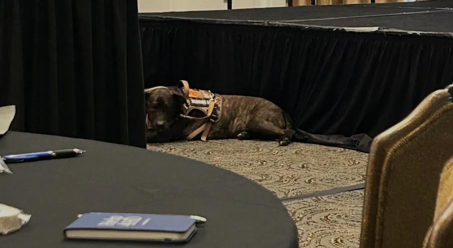 Service dog resting near the stage at the Help4HD HIPE Conference, Baltimore (Photo credit: Peter Mantas)