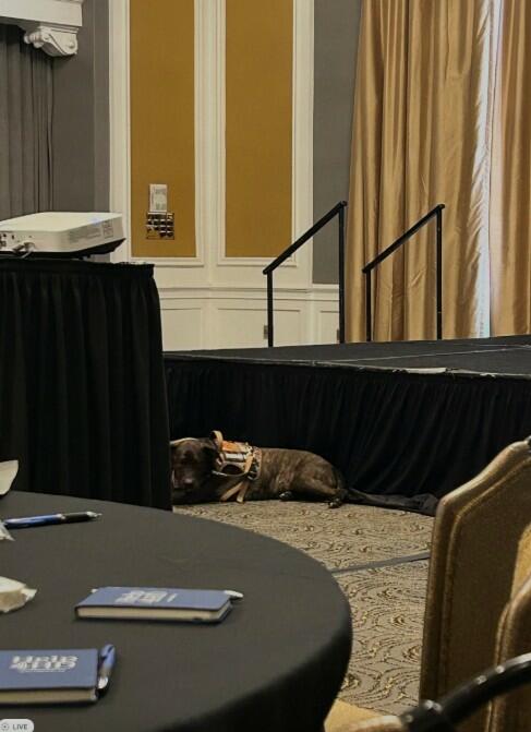 Service dog resting near the stage at the Help4HD HIPE Conference, Baltimore (Photo credit: Peter Mantas)
