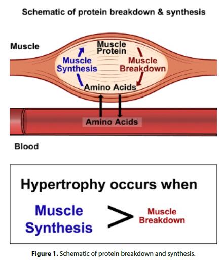 Muscle is maintained when muscle protein synthesis exceeds breakdown. Essential amino acids provide the building blocks that support this balance, particularly when calorie intake and appetite decline.