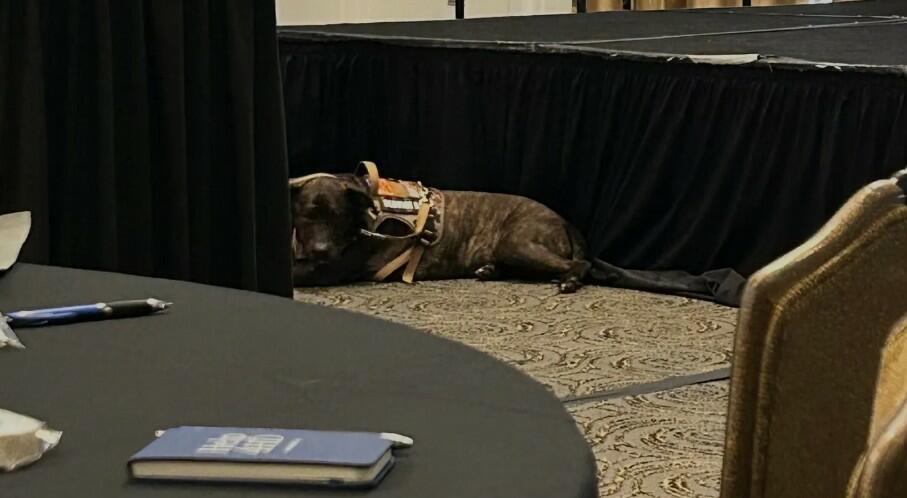 Service dog resting near the stage at the Help4HD HIPE Conference, Baltimore (Photo credit: Peter Mantas)