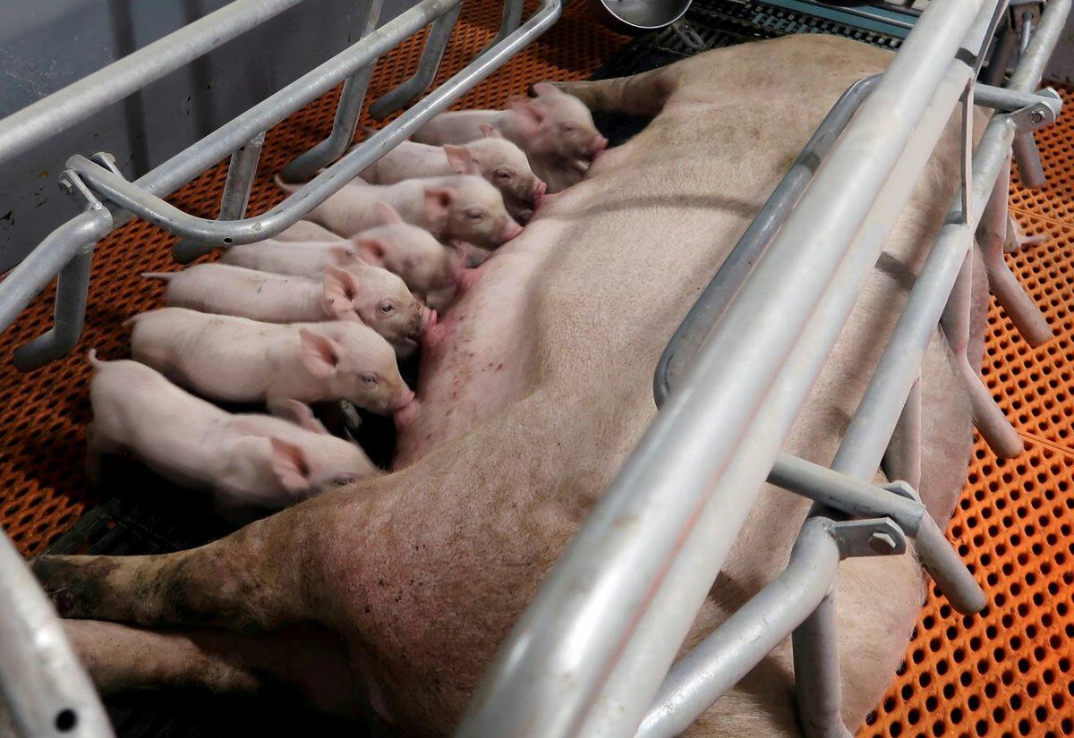 Chinese Pig Farmers Report Suspected Swine Fever Outbreaks As Prices Fall