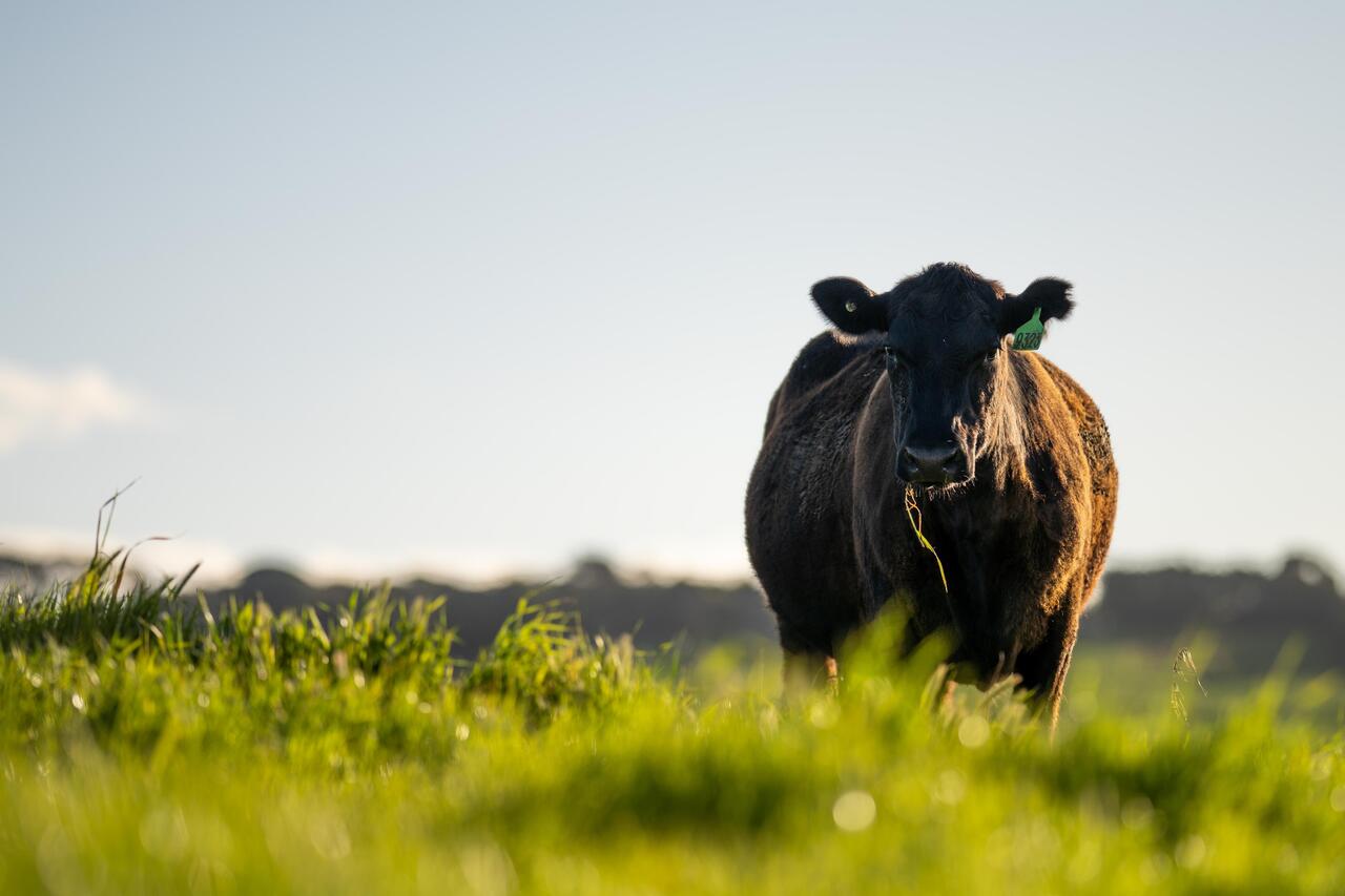 US Cattle Slaughter Plunges 16% In A Day As Immigration Crackdown Guts Kansas "Golden Triangle" Workforce