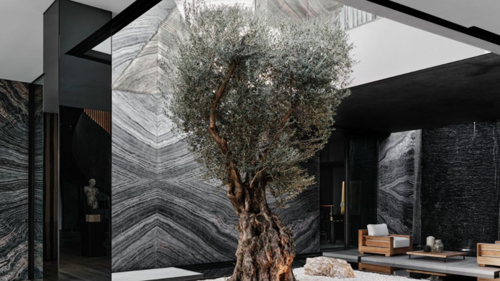 Super Rich Gobble Up "Trophy Trees" For Their Mansions - Vimarsana News