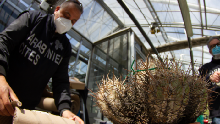 Cactus If You Can: Traffickers Are Cleaning Out Deserts Of Rare Succulents - Vimarsana News