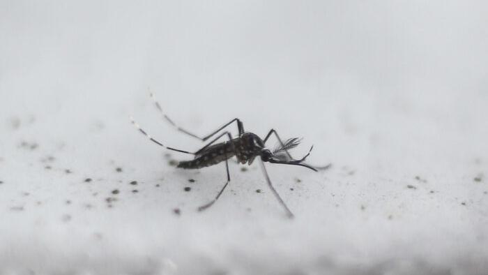 Bill Gates-Funded Company Releases Genetically Modified Mosquitoes In US - Vimarsana News
