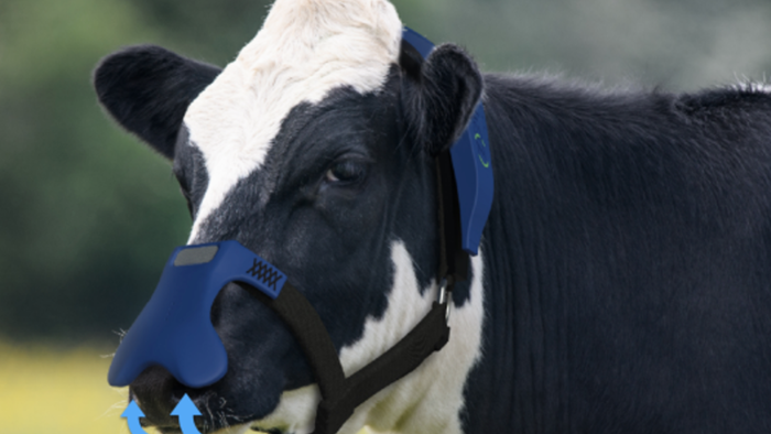 Cargill Taps Startup Producing Smart Cow Masks To Trap Methane Burps