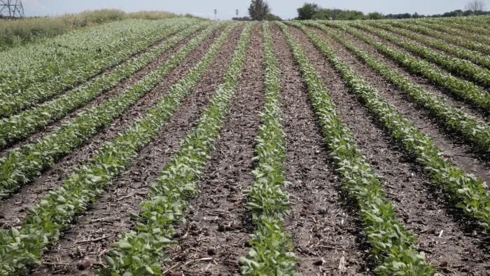 White Illinois Farmers Sue Over Race-Based Farm Loan Relief Program