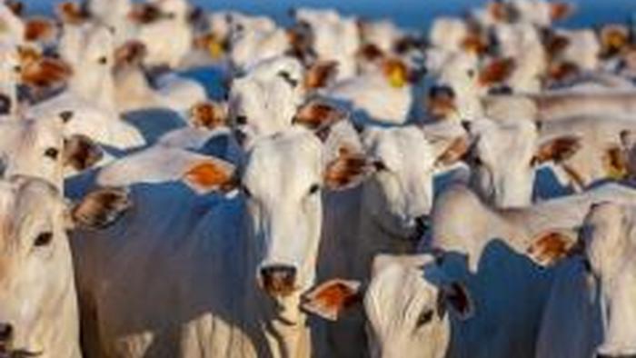 From Livestock To Bitcoin: "Legitimacy" & The Evolution Of Money - Vimarsana News