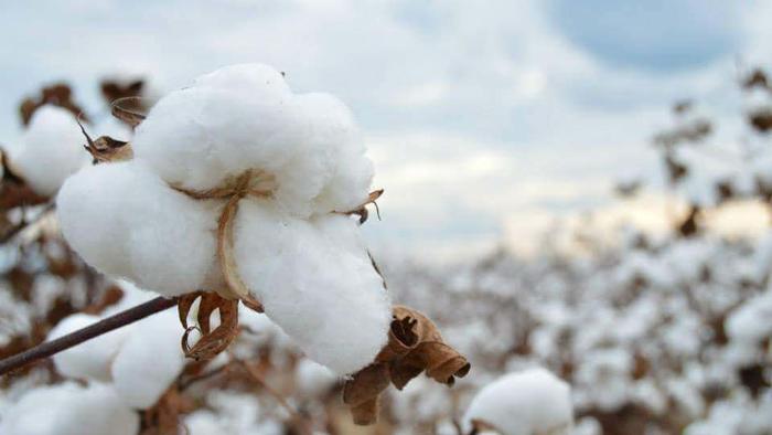 T-Shirt And Jean Inflation Coming With Decade High Cotton Prices - Vimarsana News