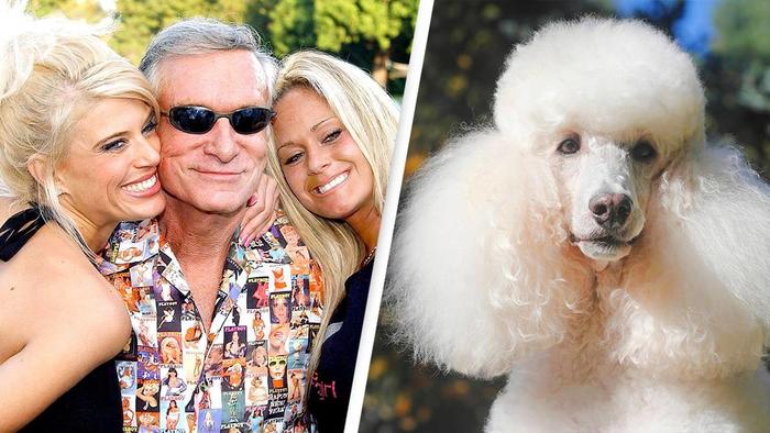 Playboy Mansion Had So Much Cocaine That Poodle Became Addicted, Report Says - Vimarsana News