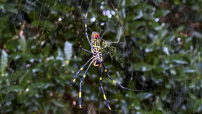 Parachuting Spiders To Invade East Coast, Study Finds