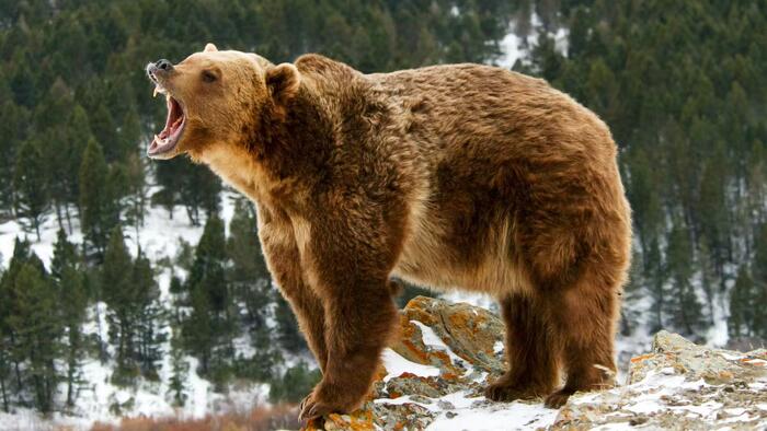"There Is No Place Left To Hide": Mike Wilson Says The Bear Market Is About To Turn Grisly - Vimarsana News