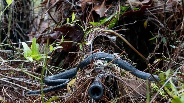 The Naked Sniper... And Other Lessons On Markets And Investing - Vimarsana News
