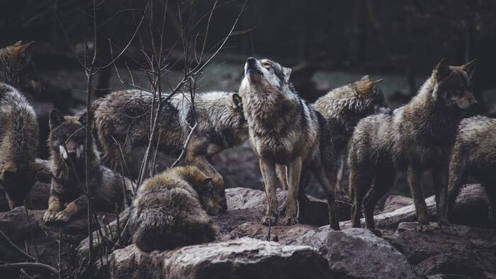 An Old Inuit Hunting Tale That Kills Value Investors - Vimarsana News