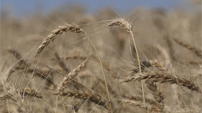 Spring Wheat Hits 14-Year High On World War 3 & Weather Woes