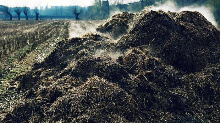 Poop-Boom: Manure Supplies Tighten As Fertilizer Prices Soar - Vimarsana News