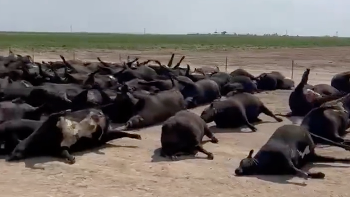 Viral Video Appears To Show 100s Of Dead Cattle Hit By Kansas Heatwave