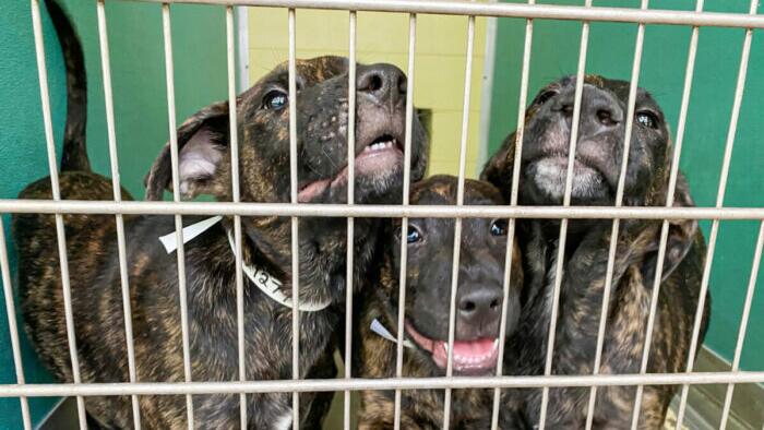 Soaring Cost Of Living Causes Spike In Abandoned And Surrendered Pets - Vimarsana News