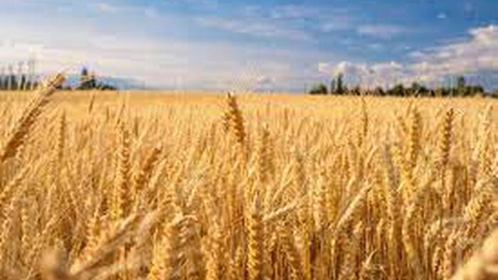 Ukraine Safe-Passage Grain-Talks Fail, Expect Still Higher Food Prices Globally - Vimarsana News