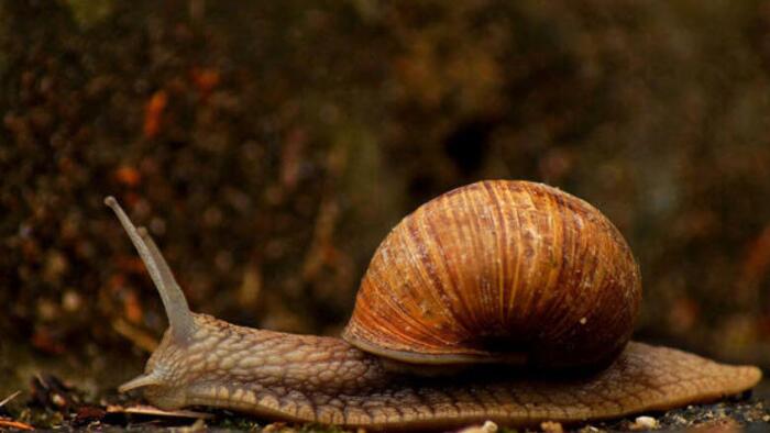 Welcome To The Slow Motion Depression