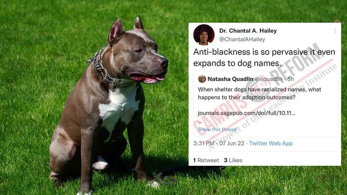Dog Names Are Racist Too, According To Scholars - Vimarsana News