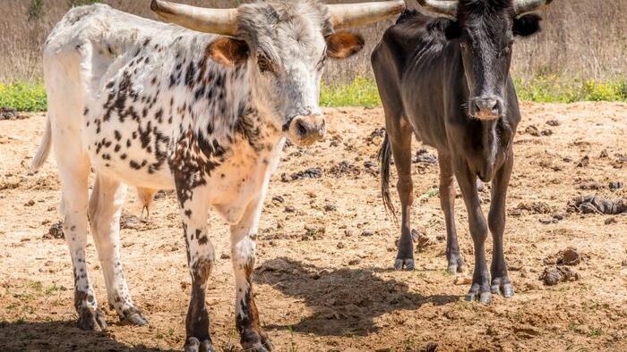 Ranchers Are Selling Off Their Cattle In Unprecedented Numbers Due To The Drought, And That Has Enormous Implications For 2023