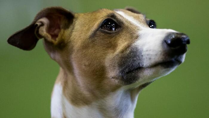 First Dog Infected With Monkeypox After "Sharing Bed" With Gay Couple