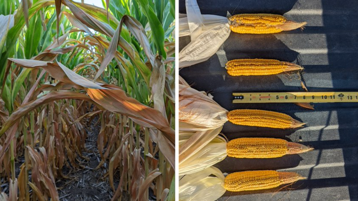 Iowa Crop Tour Reveals "Underwhelming" And "Disappointing" Cornfields Ahead Of Harvest - Vimarsana News