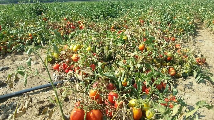 Tomato Shortage Emerges In Drought-Stricken Californian As Ketchup Prices Soar  | ZeroHedge