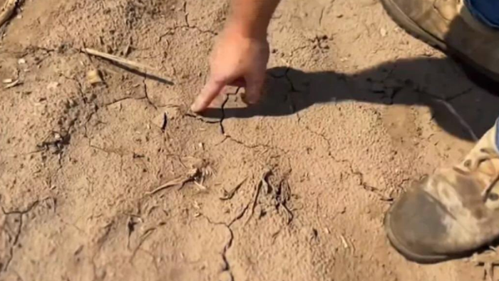 "Really A Desperate Time": Summer Drought Wreaks Havoc Across Northeast Farmland - Vimarsana News