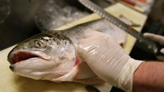 US Seafood Industry Reeling From High Tariffs And Inflation - Vimarsana News