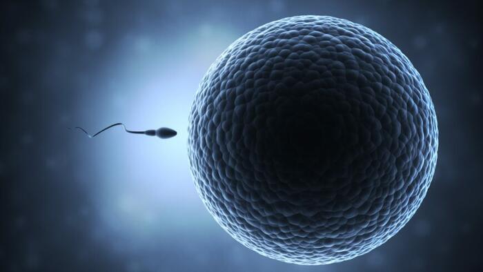 Sperm Count Among Men Has Dropped 60 Percent Globally Over Past 45 Years: Study - Vimarsana News