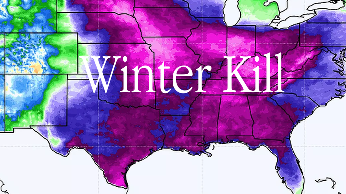 Widespread 'Winter Kill' Risks In US Wheat Soar Amid Imminent Cold Blast - Vimarsana News
