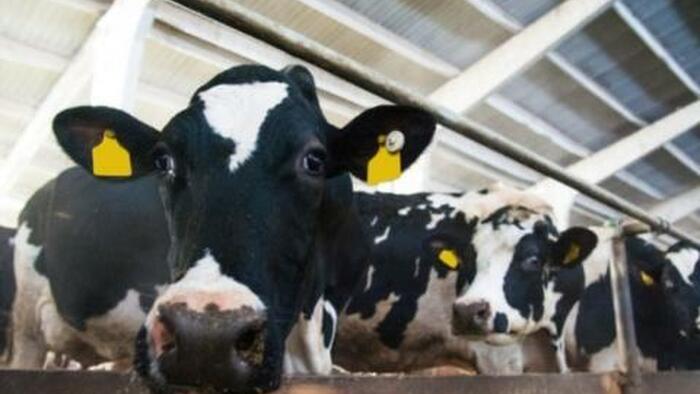 Forget Oil. Now They Are Coming For The Cows - Vimarsana News