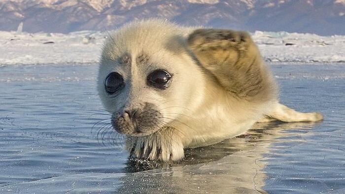 Stocks Clubbed Like A Baby Seal After Tepper Tantrum; Bounce On Big Bill - Vimarsana News