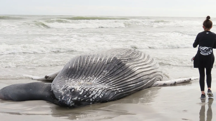 Wind Farms Eyed In Surge Of Dead Whales On NJ, NY Beaches - Vimarsana News