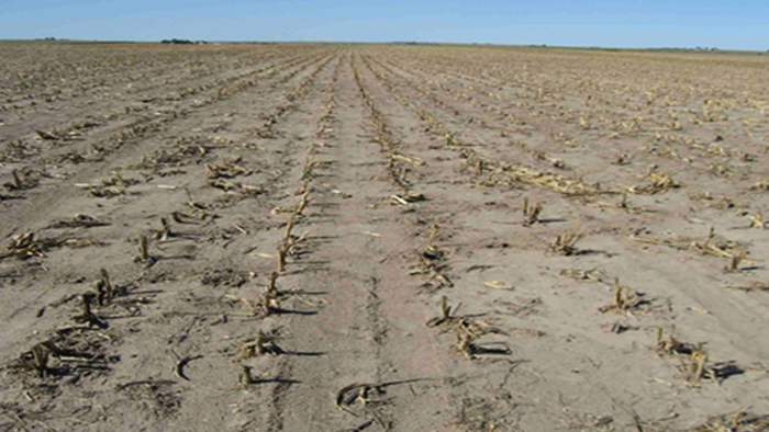 USDA Reveals US Corn-Harvested Acres At 2008 Levels Amid Megadrought