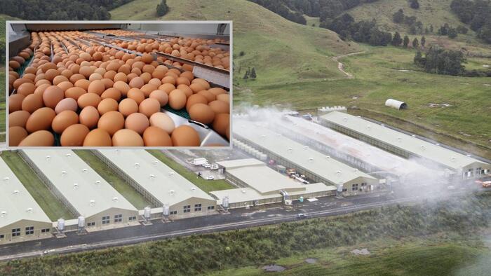 NextImg:Fire At New Zealand's Largest Egg Farm Kills 75,000 Hens Amid National Shortage