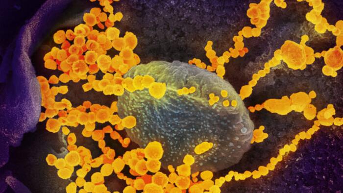 NextImg:Natural Immunity As Good As Or Better Than COVID-19 Vaccination: Study
