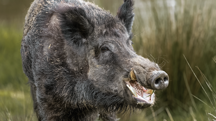 NextImg:Canadian 'Super Pigs' About To Invade US, Unleash Major Damage