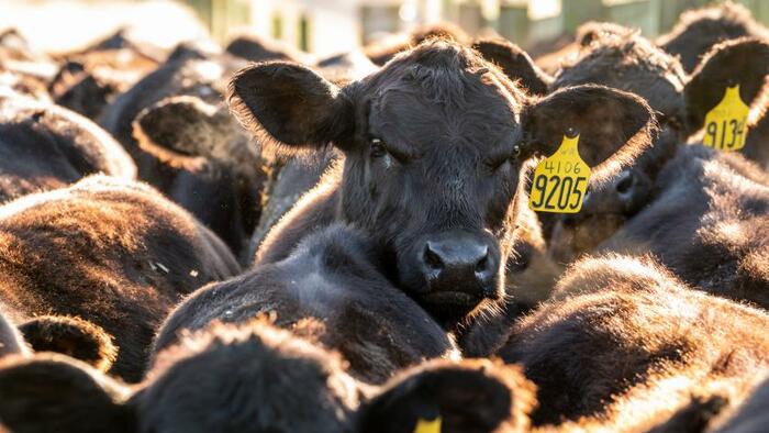 NextImg:Hamburger Prices Might Continue To Rise As US Cattle Herd Shrinks