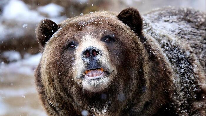 NextImg:Two Bears... And Nowhere Near Enough Cocaine