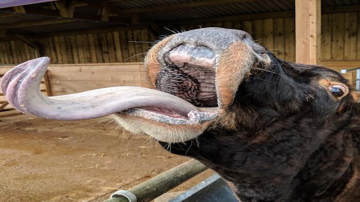 NextImg:Mad Cow Disease Detected In Brazil, Forces Beef Trade With China To Halt