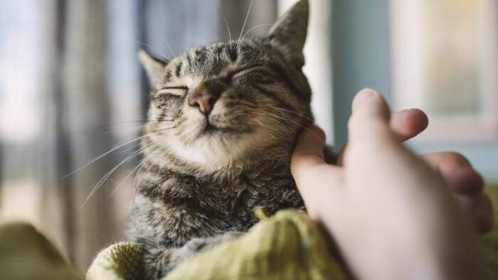 NextImg:UK Considered Mandating Killing Of All Pet Cats To Stop COVID