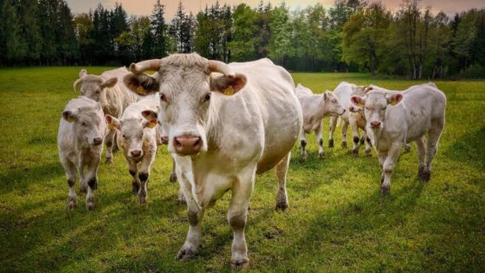 NextImg:US Beef Herd Drops To Lowest Since 1962 As Global Food Crisis Intensifies