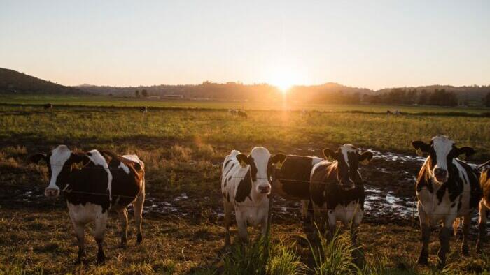 NextImg:US Cattle Inventory Forecast Falls To Lowest Level In Nearly A Decade: USDA
