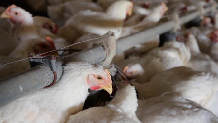 NextImg:Biden Admin Evaluating Mass Poultry Vaccination Amid Persistent Bird Flu Outbreak