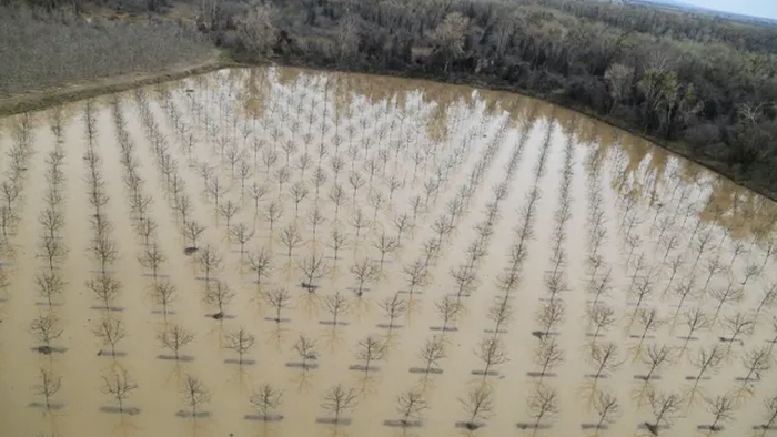 NextImg:"Too Damn Messy": Flooded California Farmland Delays Plantings