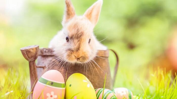 NextImg:Are Food Costs Affecting Easter Plans?