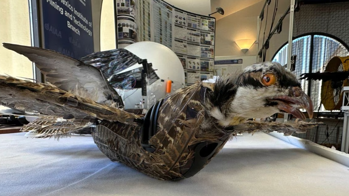 NextImg:New Mexico Researchers Transform Dead Birds Into Drones